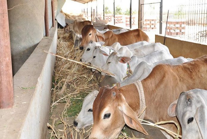 गोशाला