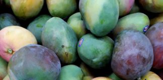 assorted color mangoes